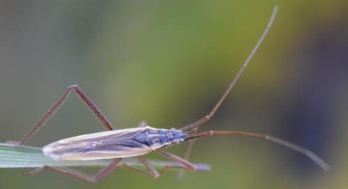 Réf. 296 332 : Notostira sp.